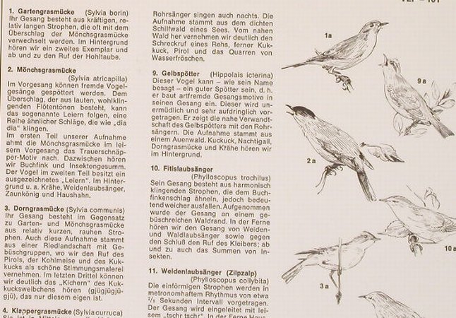 So Singen unsere Vögel: Hans A.Traber, 66 Tr. Foc, VLP(VLP-101), D, Mono,  - 2LP - F9714 - 7,50 Euro
