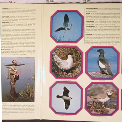 Vögel am Strand und Meeresküste: Vogelkundliche Wanderung, Foc, Ariola(26 254 XBW), D, 1978 - 2LP - X5295 - 9,00 Euro